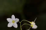 Jasmine nightshade